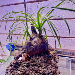 Bulbous caudex plant with long arching green blades mounted on a rough stone above a glass tank