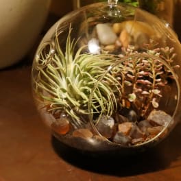 Hanging glass terrarium globe with an air plant, small succulent, and decorative stones.