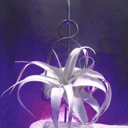 White air plant on a black metal stand with purple lighting and a sandy base