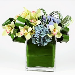 Low modern arrangement of green cymbidium orchids and blue hydrangeas in a leaf-lined glass cube vase