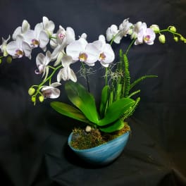 White phalaenopsis orchid plant with buds and foliage in a blue bowl