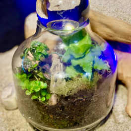 Glass terrarium jar with small green plants and soil on a sandy surface