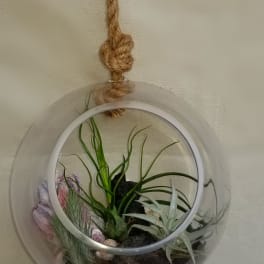 Hanging glass globe terrarium with air plants, dark stones, and seashell accents on a rope