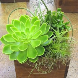 Green succulent and air plants in a small wooden box planter