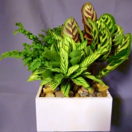Assorted green houseplants with variegated leaves in a white rectangular ceramic container.