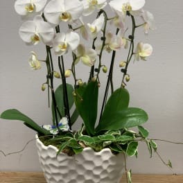 White orchid plant in a textured white pot with trailing greenery