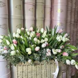 Basket arrangement of white and pink tulips with greenery