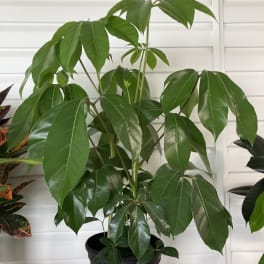 Potted green houseplant with large glossy leaves