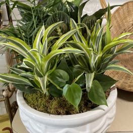 Mixed potted houseplants in a white ceramic planter