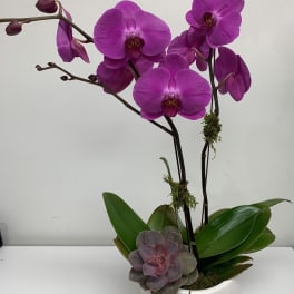 Purple orchids in a white pot with a small succulent