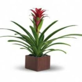 Potted bromeliad with a red flower spike in a square planter