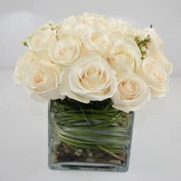 Compact arrangement of ivory roses in a clear glass cube vase with spiraled green stems.