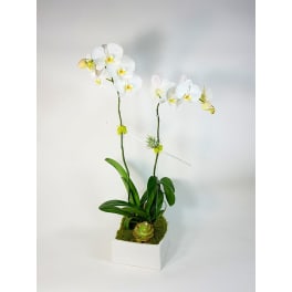 Double White Orchids