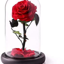 Single red rose under a glass dome on a dark base