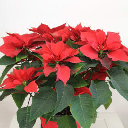 Red Poinsettia - CC