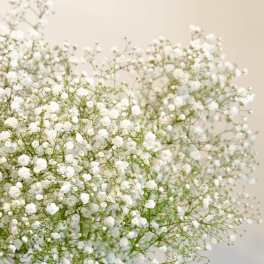 Gypsophila (babies breath) - Flower Market