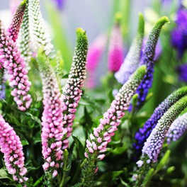 Pink and purple spiked flowers in a dense garden arrangement