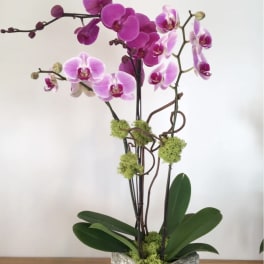 Pink and purple orchids in a textured pot with moss accents