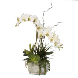 Tall white orchid and green succulents arranged in a low gray ceramic planter