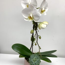 White orchid plant in a pink pot with a small succulent accent