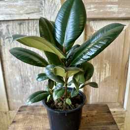 Potted rubber plant with glossy dark green leaves in a black nursery pot