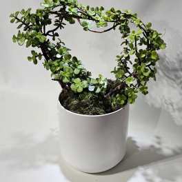 Heart-shaped green potted plant trained on a topiary frame in a simple white cylindrical container.