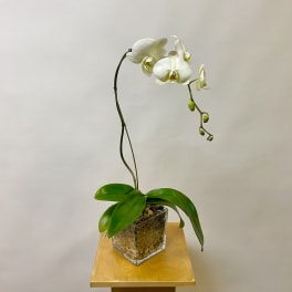 White orchid plant in a clear glass container on a wooden stand