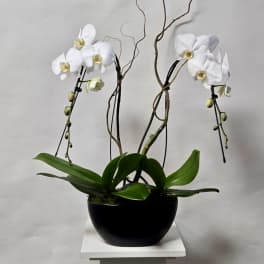 White orchid plant in a black pot with twisting branches