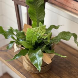 Potted green fern plant in a round container