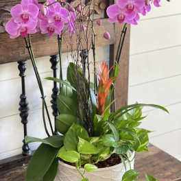 Pink orchids and a tropical plant in a white ceramic pot