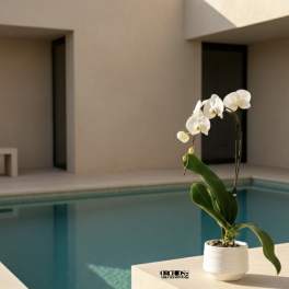 White orchid in a small white pot on a table by a pool