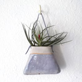 Small air plant in a hanging ceramic pot