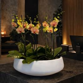 Potted orchids in a white bowl-shaped planter on a dark table