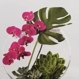 Pink orchids and succulents arranged in a clear glass bowl