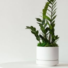 Potted green plant in a white ceramic planter