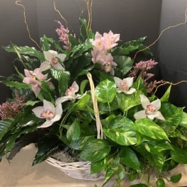 Basket arrangement with pink and white orchids and glossy green foliage