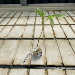 Small potted seedling with a handwritten tag on a greenhouse bench