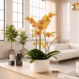 Potted yellow and pink orchids in a white planter on a table
