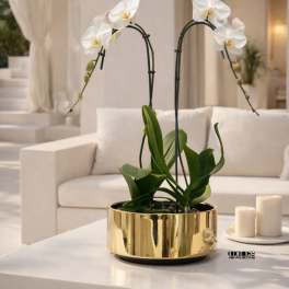 White orchids in a gold planter on a coffee table