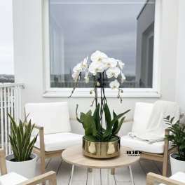 White orchids in a gold planter on a patio table