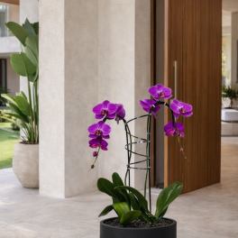 Potted orchid plant with vivid purple blooms in a black planter
