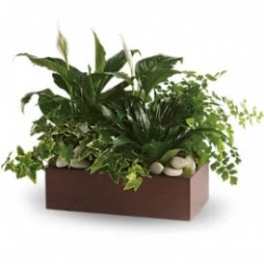 Rectangular planter with lush green houseplants and white stones
