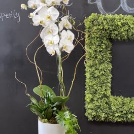 White orchid arrangement in a white pot with trailing ivy
