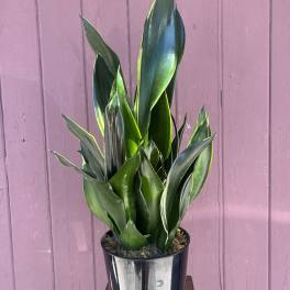 Sansevieria plants