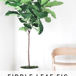 Potted fiddle leaf fig plant beside a chair