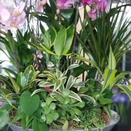 Potted orchid arrangement with pink and white blooms in a gray bowl planter