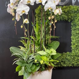White orchids in a white pot with assorted green foliage