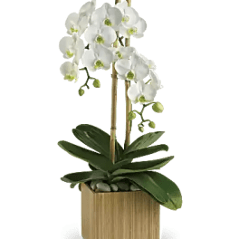 White orchid plant in a square wooden planter