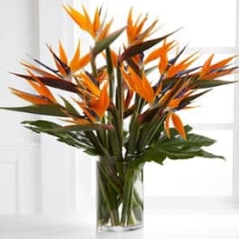 Orange bird of paradise flowers in a clear glass vase