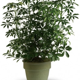 Potted green houseplant with glossy leaves in a green container